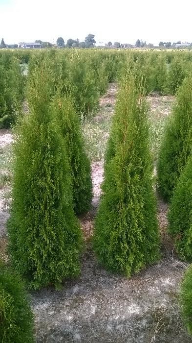 Thuja Tuja SMARAGD 120-140cm. 24zł/szt RABATY!!! PROMOCJA