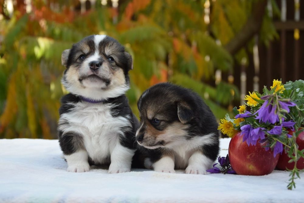 Вельш Коргі Пемброк