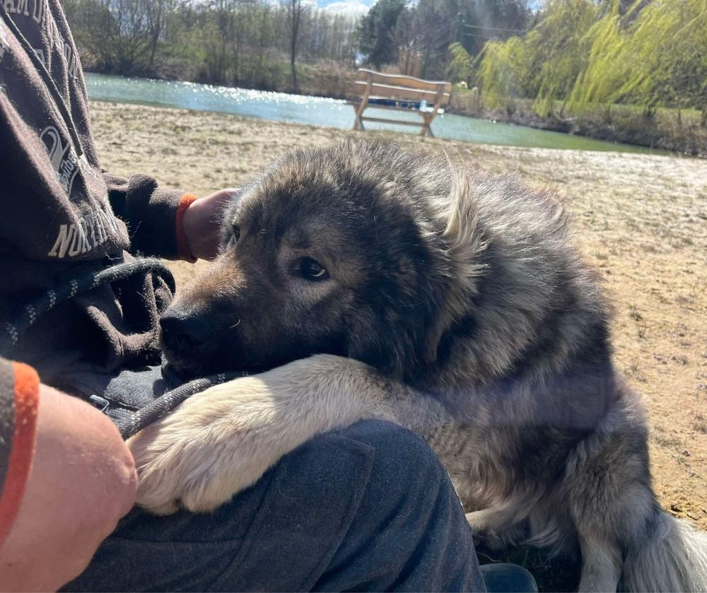 Mlody owczarek kaukaski do adopcjo!