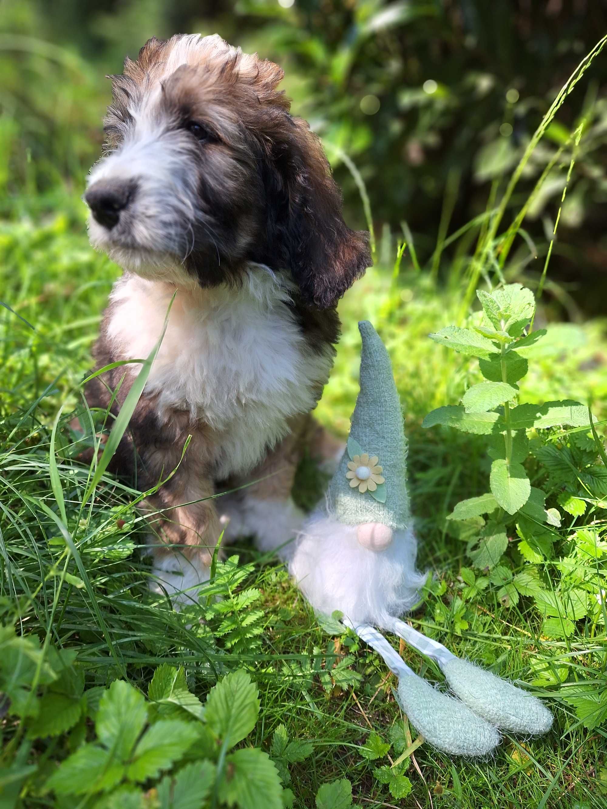 Bernedoodle Standard, Samiec, numer 1 z miotu