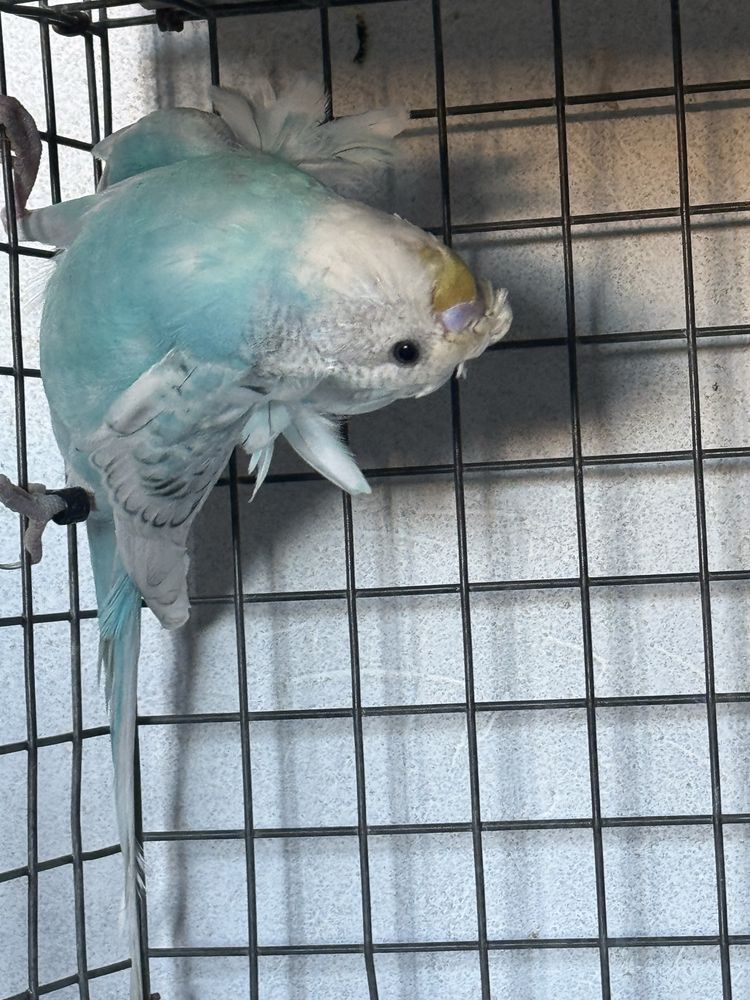 Vendo separadamente ou em lote ,tenho mais aves em outro anuncio