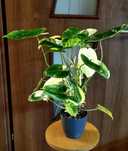 Philodendron burle marx variegata