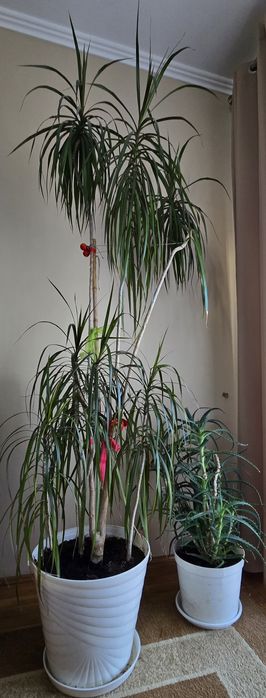 Zamiokulkas i inne kwiaty doniczkowe cena (od 40 do 200)