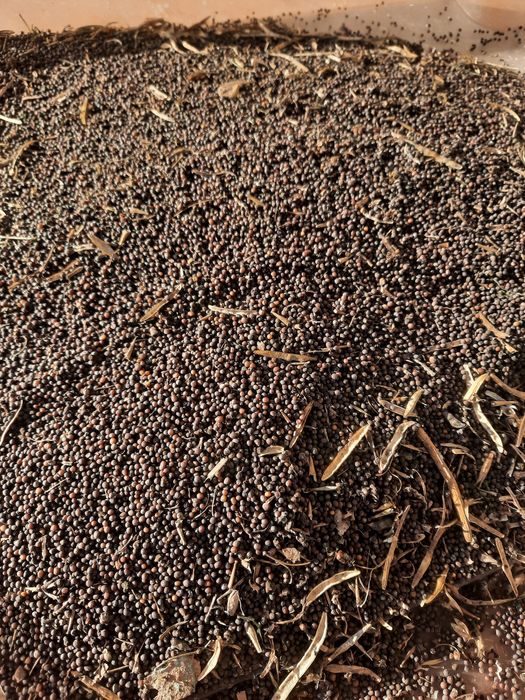 Насіння капусти кейл (кале)