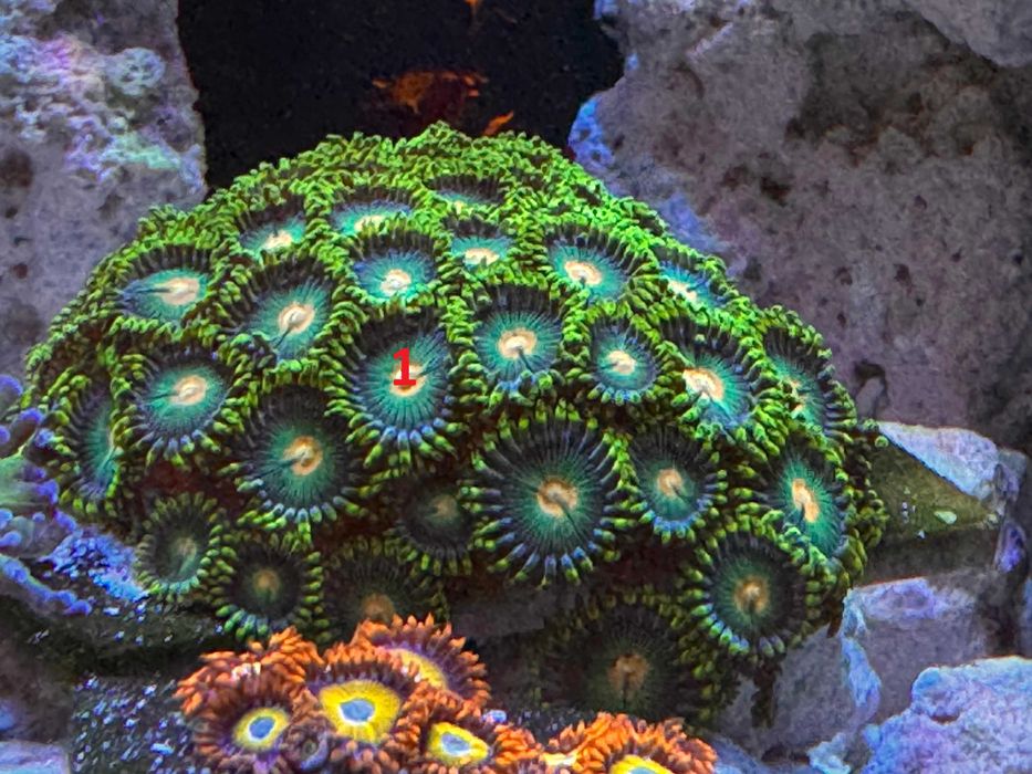 Korale Zoanthus, Briareum , Akwarium morskie