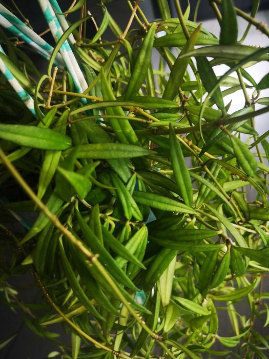 Piękna Hoya pauciflora, duże kwiaty