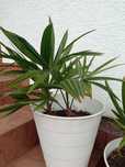 Palma mrozoodporna Trachycarpus
