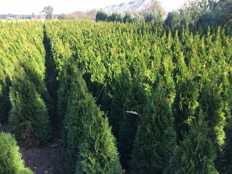 Tuje Szmaragd 1,6-1,8m