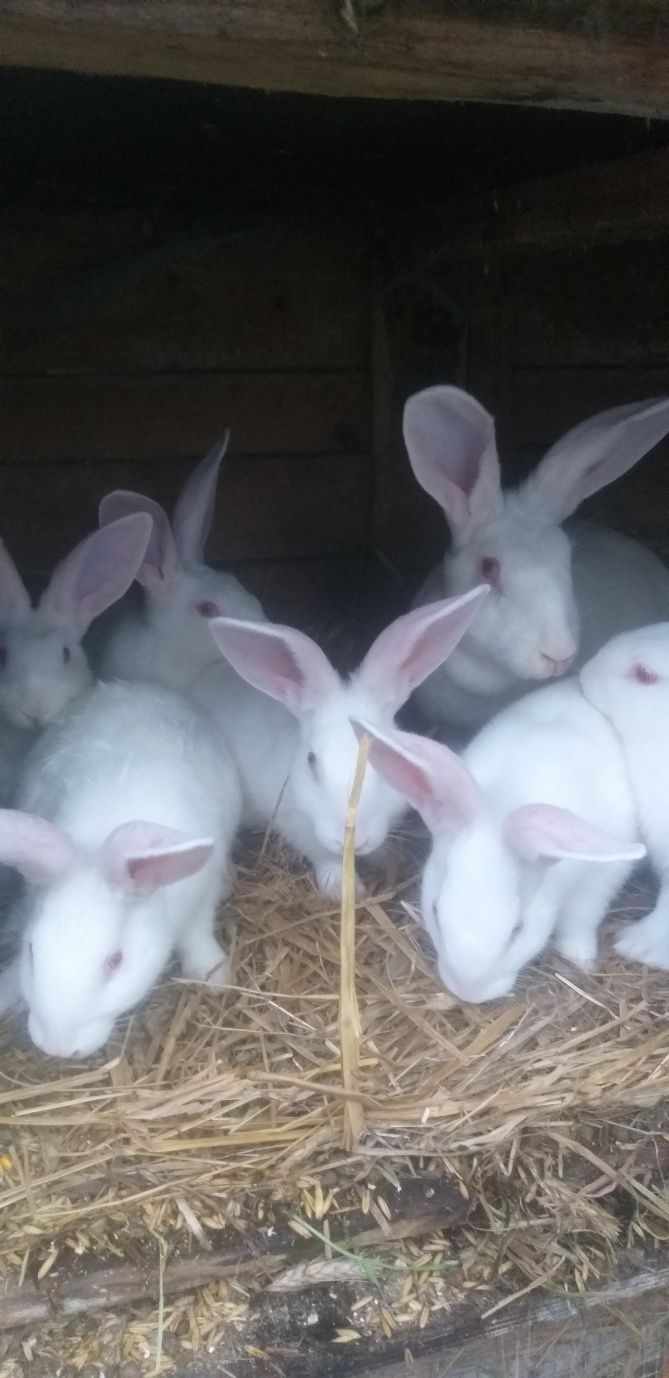 Króliki termońskie i karzełki miniaturki