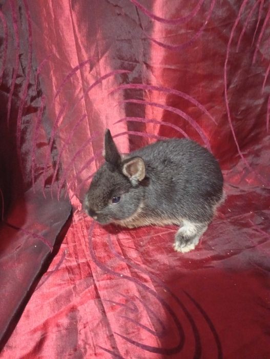 Coelhinho anão holandês