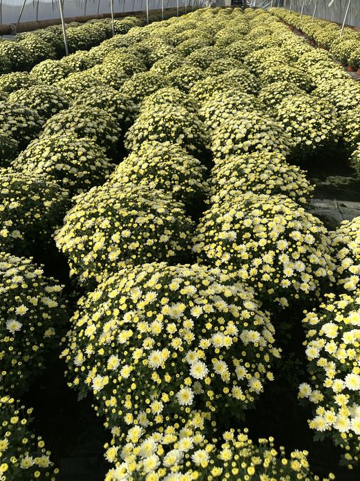 Aktualizacja Zdjęc. Chryzantema Doniczkowa 2025