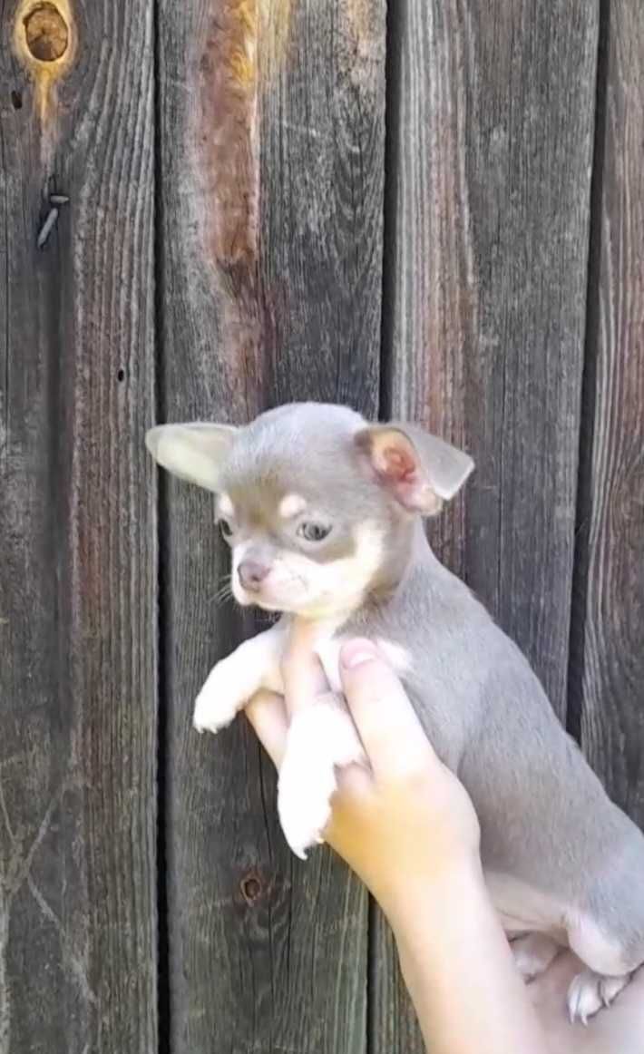 samiec chihuahua liliowo-brązowy