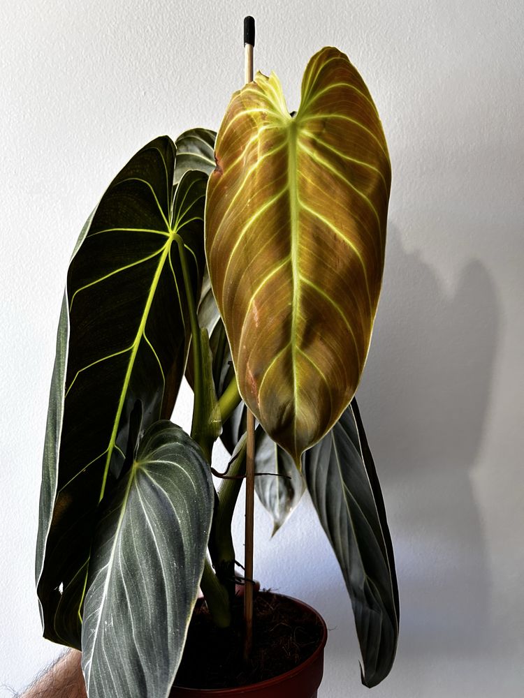Philodendron melanochrysum