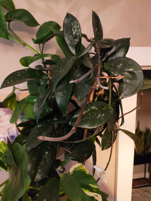 Roślina doniczkowa Hoja + Epipremnum 2w1