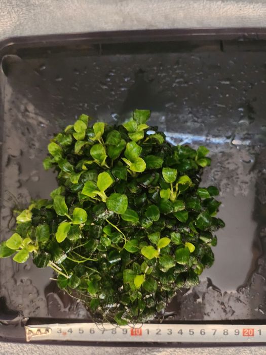 Anubias nana mini