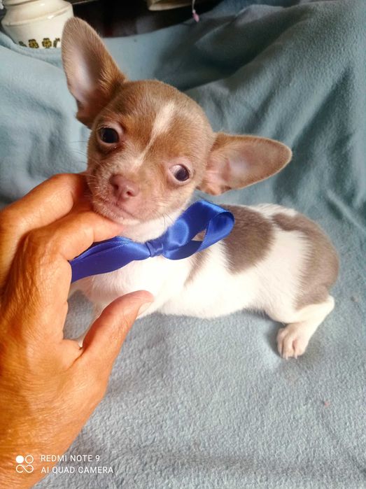Chihuahua de bolso linha Russa de Top Macho