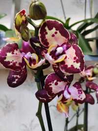 Продам цветущюю орхидею