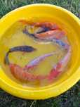 Karp Koi Pięknie ubarwiony wielkość 12-18 cm