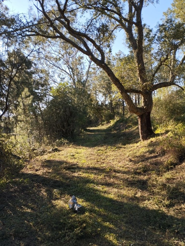 Limpeza de terrenos, construção e manutenção de jardins e piscinas