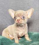 Chihuahua krótkowłosa