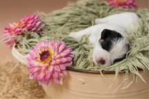 Suka tricolor szorstkowłosa zkwp Jack Russell Terrier