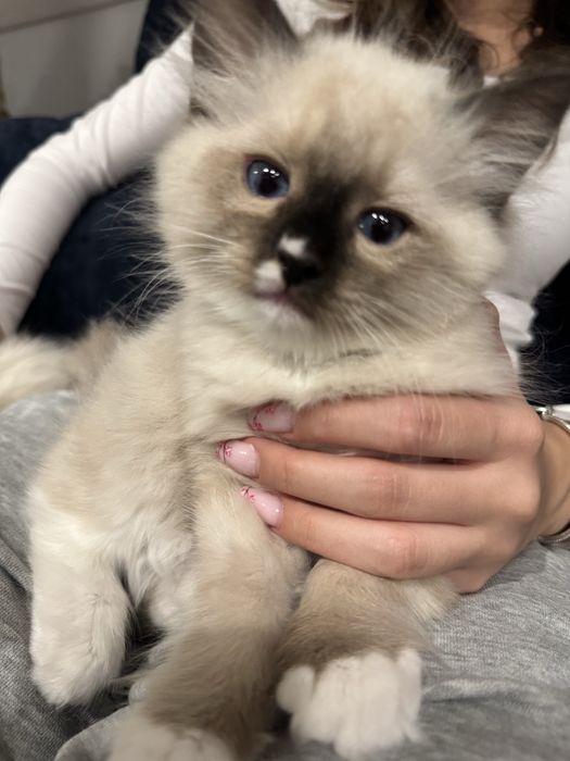 Kot rasy Ragdoll z rodowodem 4 pokoleniowym