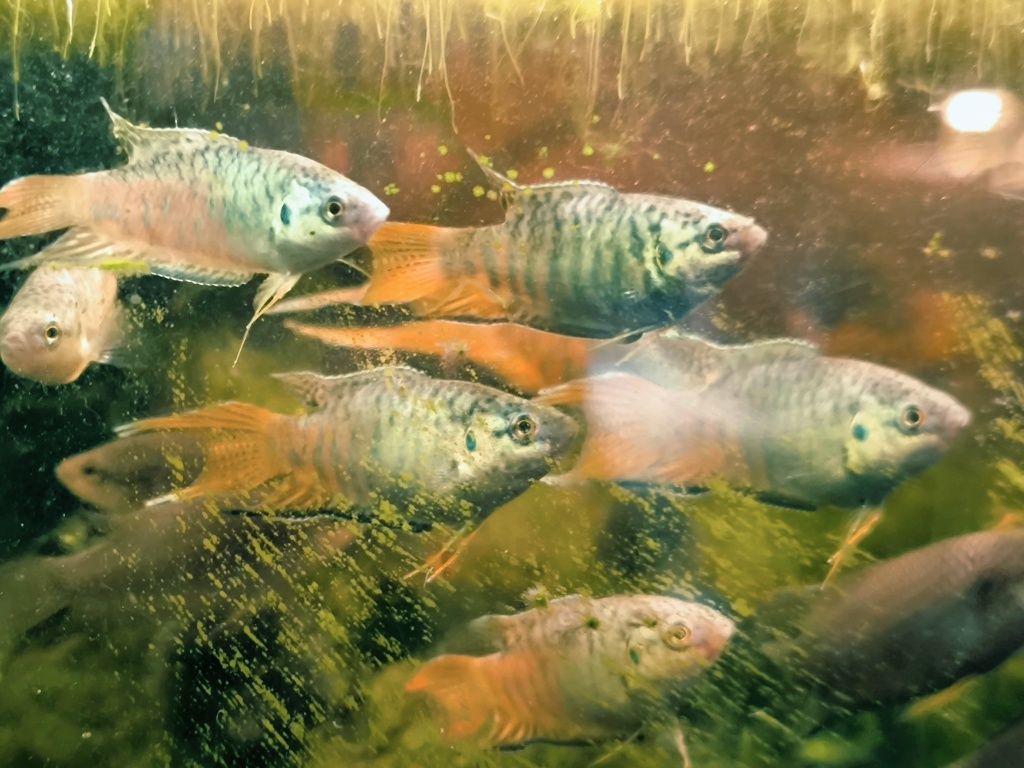 Peixe paraíso azul
