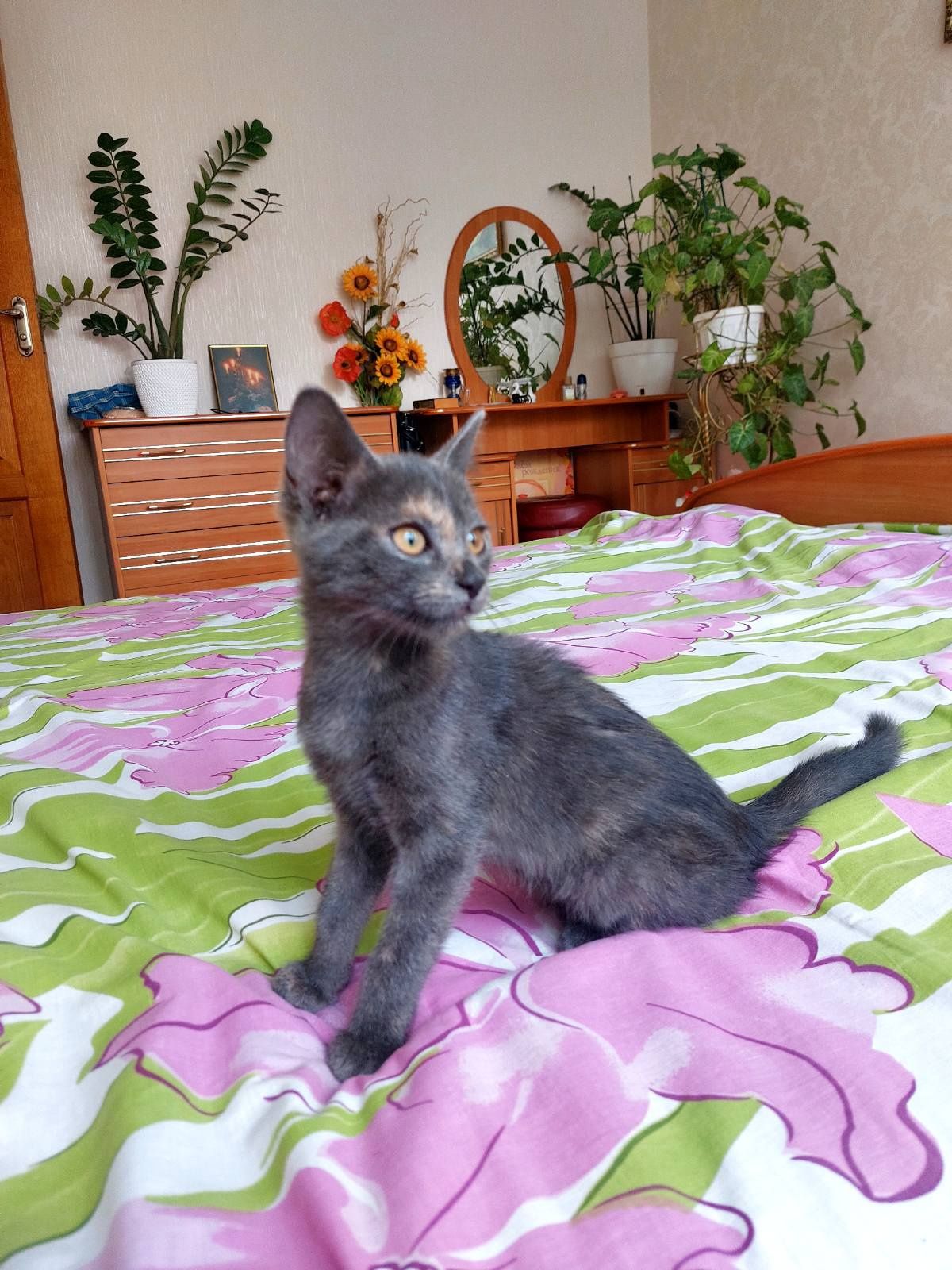 Маленькая котенок девочка пепельная черепашка ищет дом! Отдам в хороши