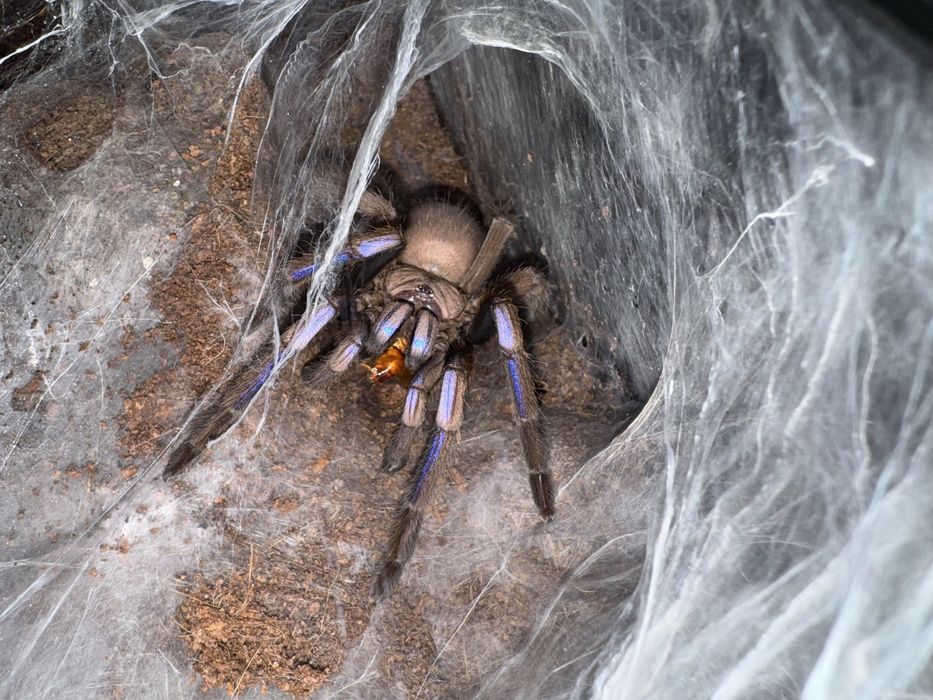 Chilobrachys natanicharum - Electric blue L2/3
