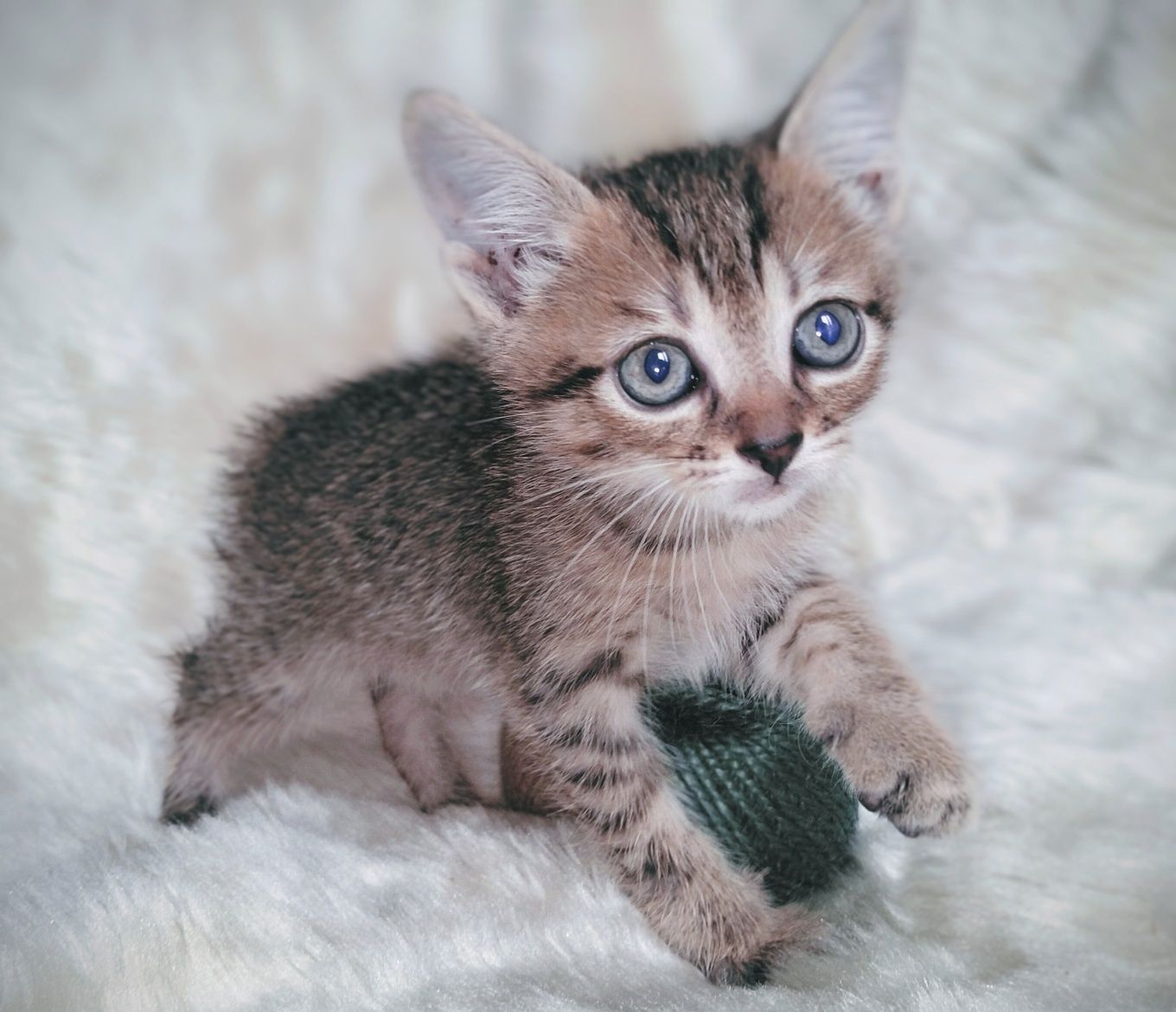 5 кошенят шукають родину