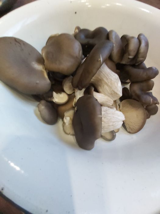 Вешенки .Гливы сушенные. Вешанки. Гливи сушені