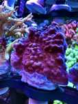 Koralowiec montipora Danae Czerwona