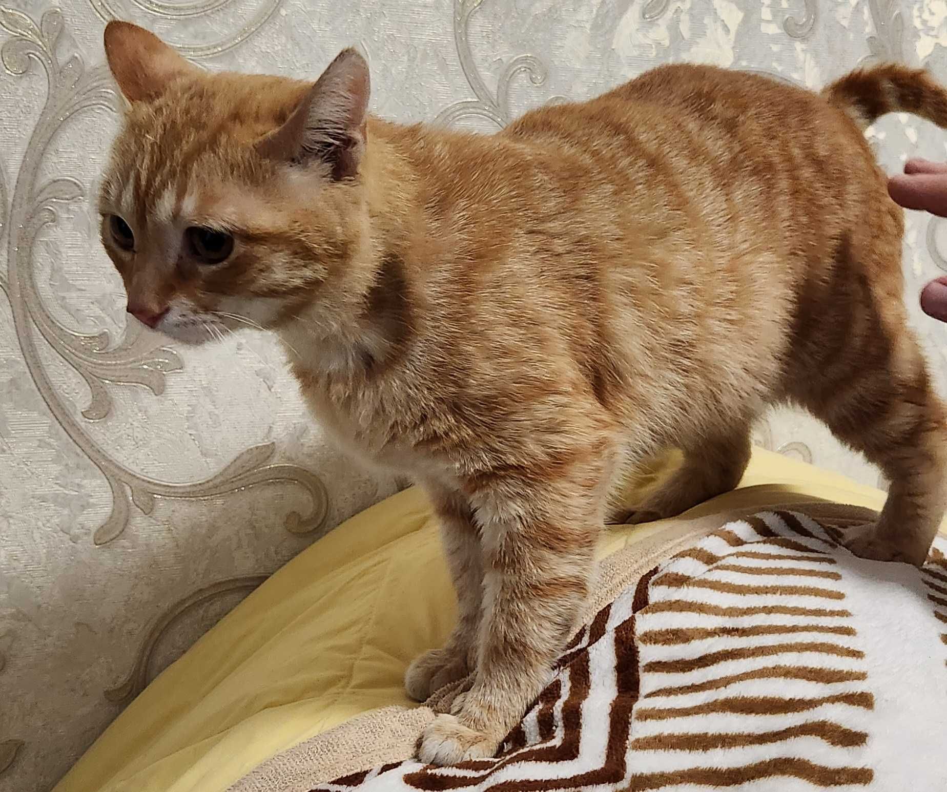 Кот, подросток, 8 месяцев