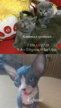 Продаются котята. Продаются сфинксы