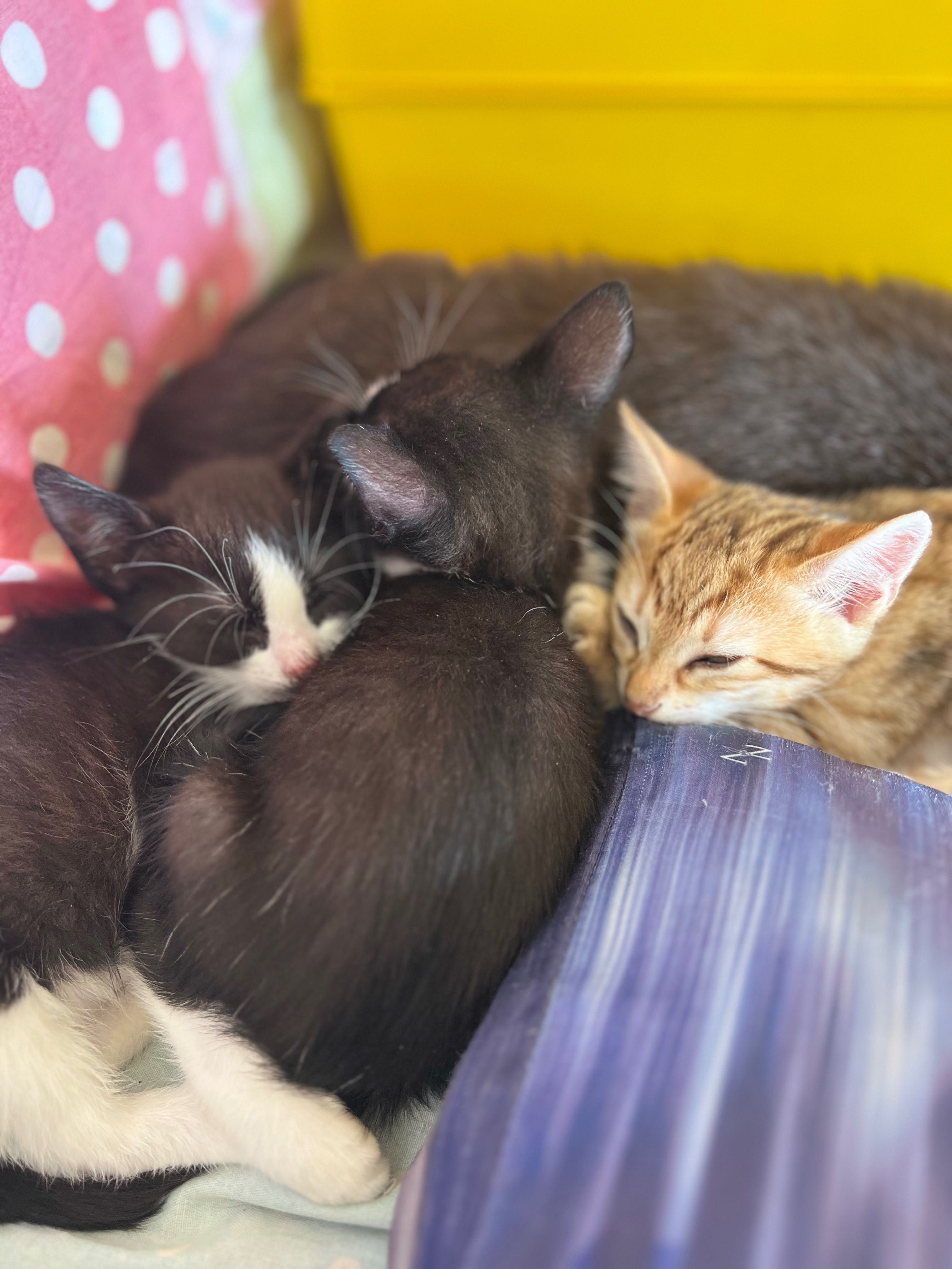 Gatinhos para adoção