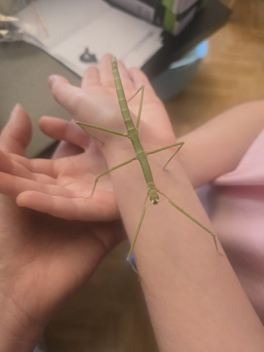 Patyczaki rogate i skrzydlate patyczak Strzelin