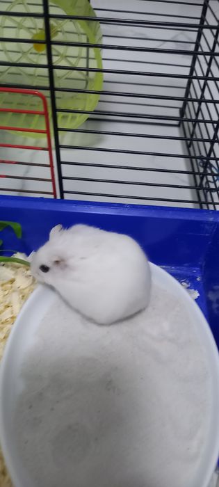 Джингарский хомячок,белоснежного окраса  10 месяцев