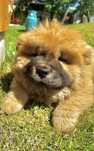 Chow Chow Piesek Gotowy do odbioru !