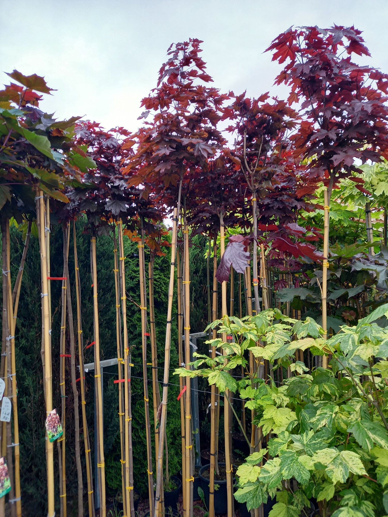 Robinia Akacjowa Umbraculifera. Tuja szmaragd