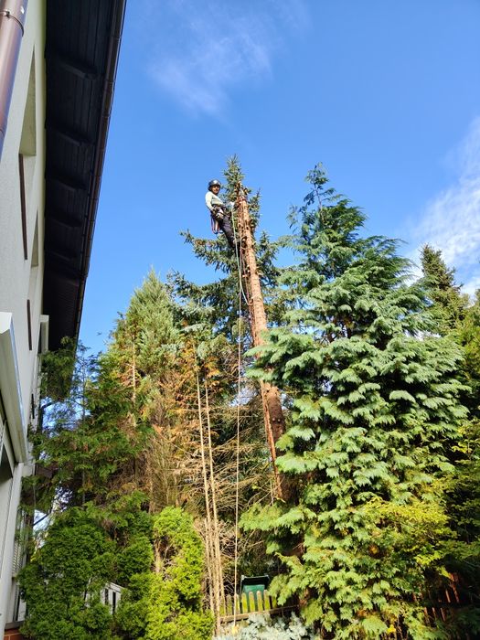 Alpinistyczna wycinka drzew