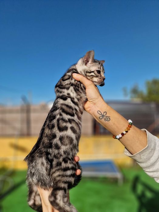 Prateado gatinho de bengala (macho)