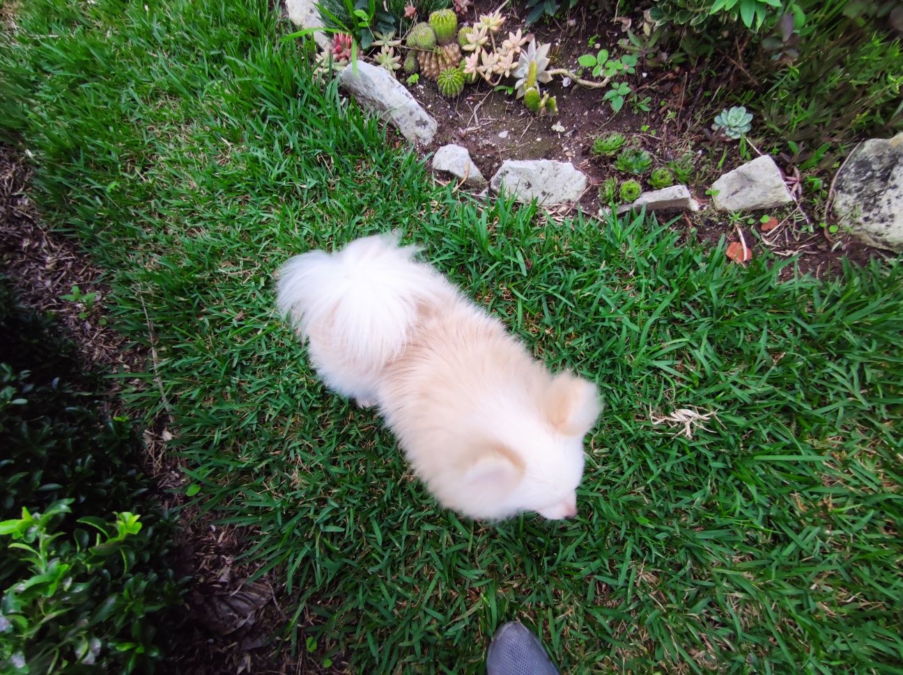 spitz alemao Lulu da Pomerânia com 1 ano super miniatura