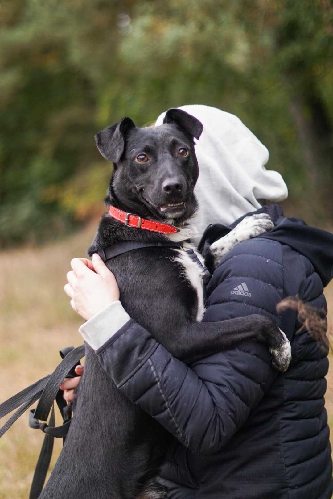 1,5 roczny, aktywny, kochany Bleki rozgląda się za nową rodziną!