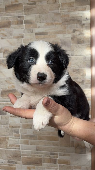 Suczka Border Collie