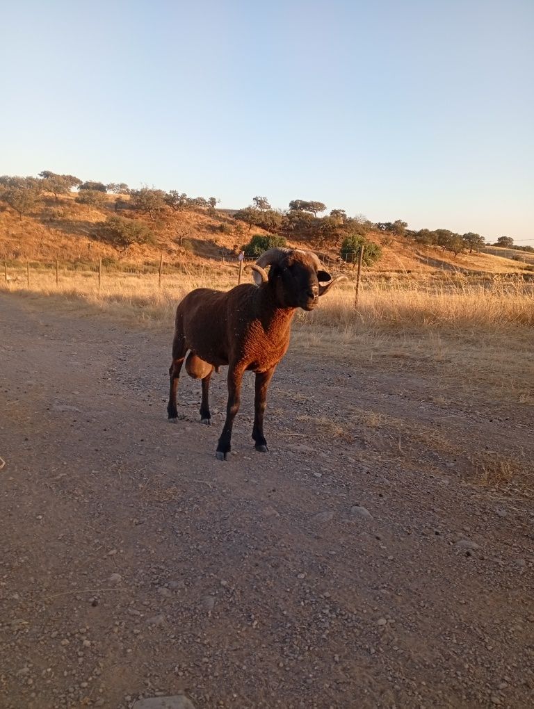 Vendo carneiro muito manso