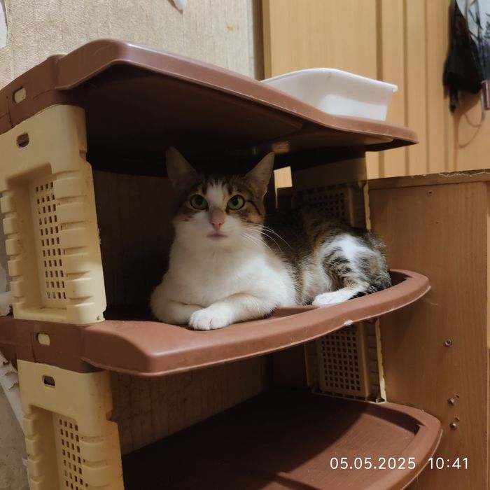 Отдам полосатую кошку,  8 месяцев,, стерилизована, привита