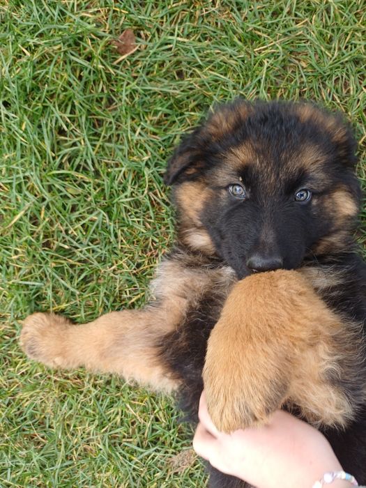 Owczarek niemiecki Pies