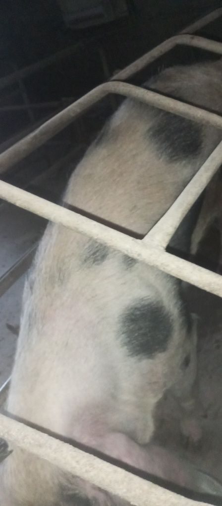 Vendo porca para matança ou para fazer criação