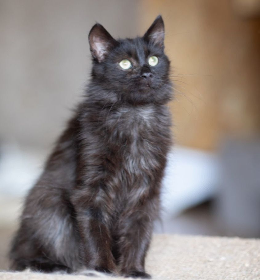 Ласкавий Блейд, 1 год, кошеня, чорний котик