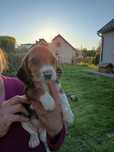Szczeniak Beagle Tricolor